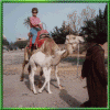 In Morroco one camel ride was enough for me!